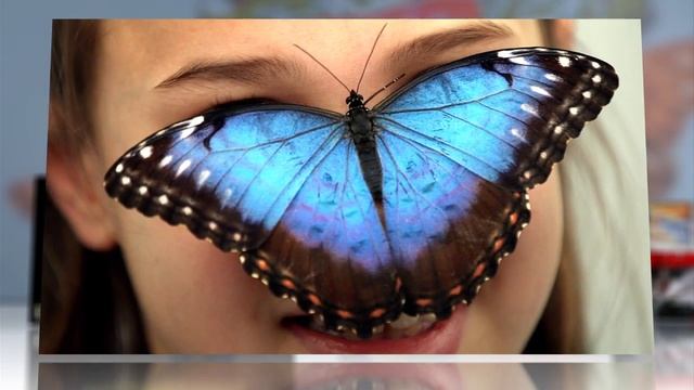 Inside the Cocoon: 3-D Views of a Butterfly's Metamorphosis смотреть онлайн