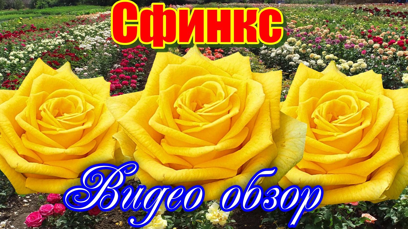 Видео обзор розы Сфинкс (Чайно гибридная) - Sphinx (Prego Royalty B_V. Нидерланды, 1997) смотреть онлайн