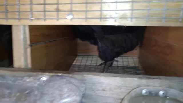 Содержание кур в клетках.Клетка для кур своими руками.Размер клеток для кур. смотреть онлайн