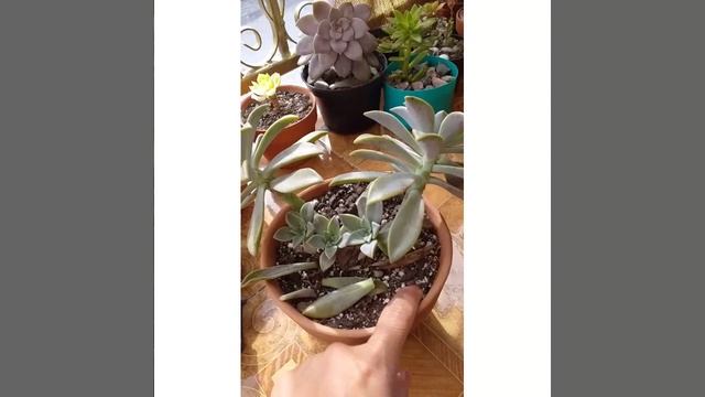 Tips Graptopetalum Paraguayense