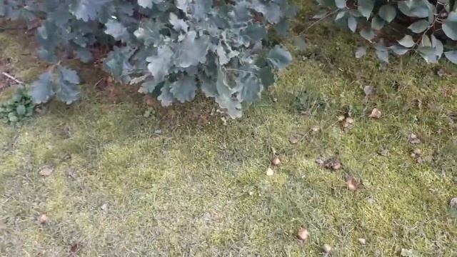 А У НАС на ДАЧЕ ВЫРОСЛИ ГРИБЫ....есть МАСЛЯТА смотреть онлайн