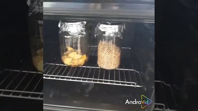 Выращиваем триходерму на варёном картофеле. смотреть онлайн