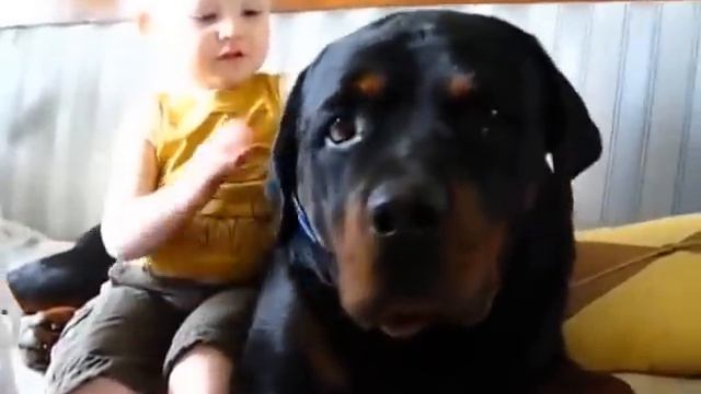 Ротвеллер целует ребёнка, так мило!)) смотреть онлайн