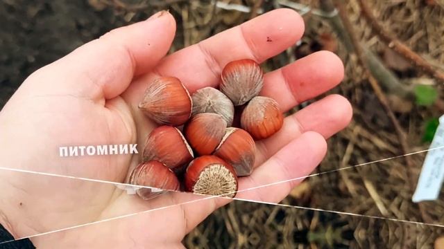 ФУНДУК. Секреты УРОЖАЙНОСТИ ( опыление ) ??? . Фундук сорта Полина смотреть онлайн