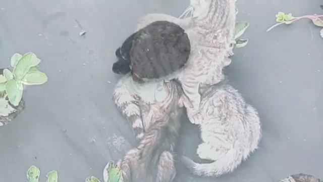 Влог# 145 Подписчики заглянули в ГОСТИ??♀️?♂️ Варим инжирное ВАРЕНЬЕ, готовим ПАПОРОТНИК? смотреть онлайн