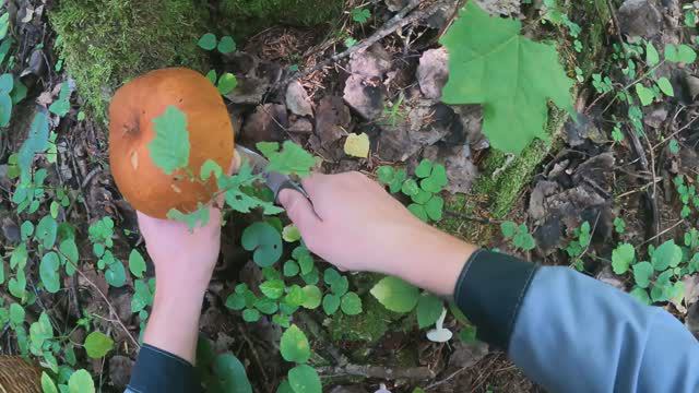 Тихая охота за грибами в Подмосковье смотреть онлайн
