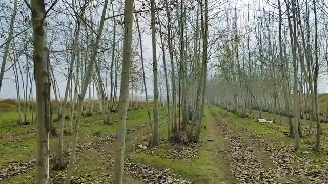 ШОШИЛИНЧ: 6-8-ФЕВРАЛБ КУЧЛИ КОР ВА БУРОН -13°- СОВУК ОГОХ БУЛИНГ КИШ КЕЛДИ смотреть онлайн