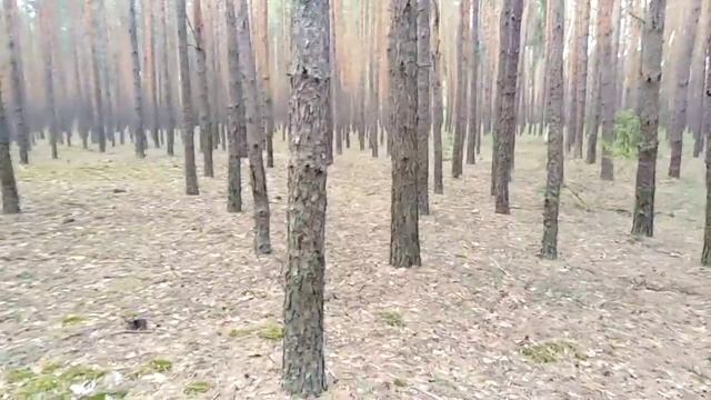 Сосновый бор, село Макашевка 2019, Воронежская обл смотреть онлайн
