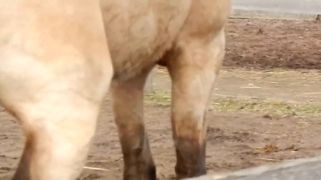 Жеребец Девиз зазывает кобыл.