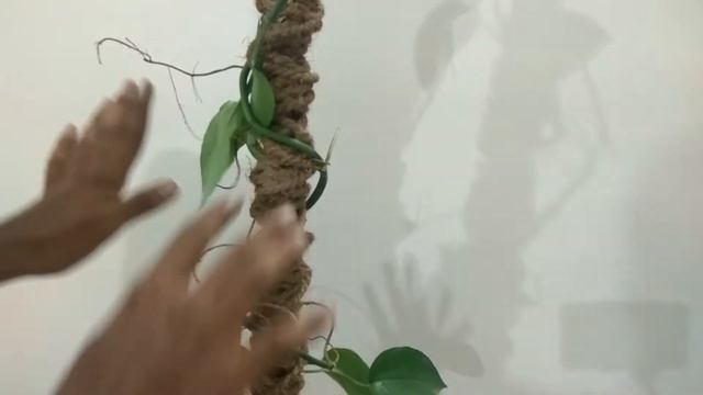 Rhaphidophora Tetrasperma | Propagation | Staking My Big Rhaphidophora Tetrasperma |