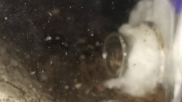 Пуля жива / Муравей-пуля / Paraponera clavata ants смотреть онлайн