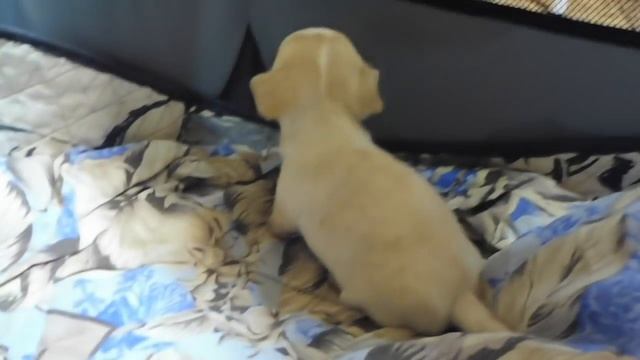 Мари Мистик Рица Царица и Ко желают всем СПОКОЙНОЙ НОЧИ / Щенки породы ЧИХУАХУА возраст 1 месяц смотреть онлайн