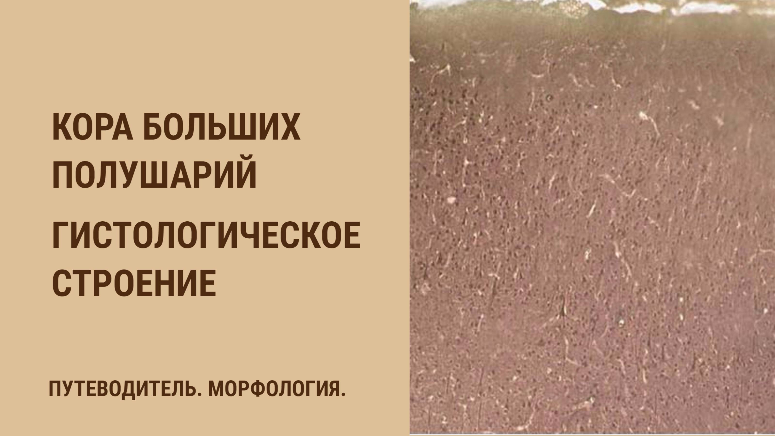 Кора больших полушарий. Гистологическое строение смотреть онлайн