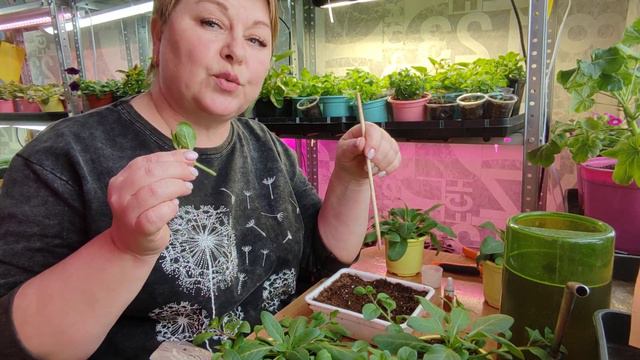 обещала про черенкование, ловите смотреть онлайн