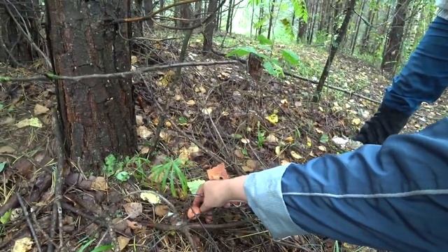 Грибной рай! смотреть онлайн