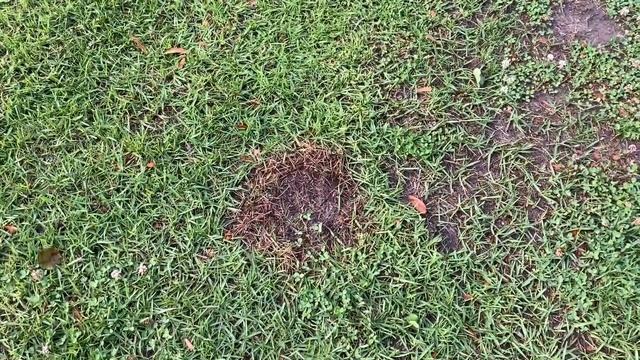 How to Identify and Treat Brown Patch in Centipede Turf смотреть онлайн