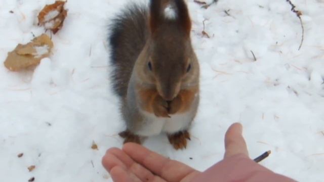 Белочка ест и гоняет другую белку за орехи. смотреть онлайн