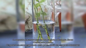 Конструкция парника для укоренения черенков