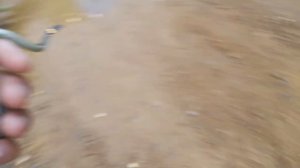 Ловля ящериц! Ловля живородящих ящериц!