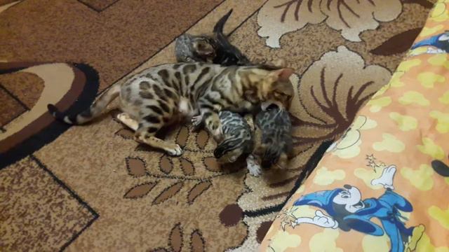 Бенгалы. Кошка учит котят защищать себя смотреть онлайн