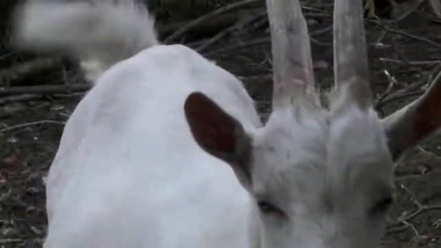 Козёл Ламанча, выбраковка т.к. длинные уши смотреть онлайн