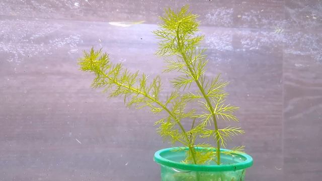 ПЕРИСТОЛИСТНИК ГАЯНА / Myriophyllum sp. «Guyana» смотреть онлайн