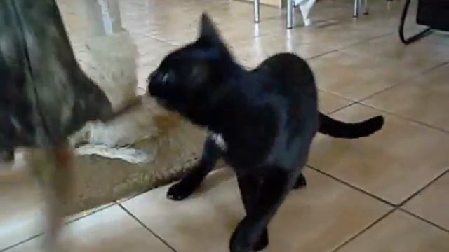 RAPE смотреть онлайн