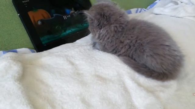 Котенок смотрит мультик смотреть онлайн