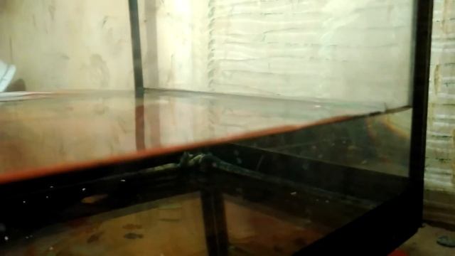 пополнение. мальки меченосца и аквариумные растения! смотреть онлайн