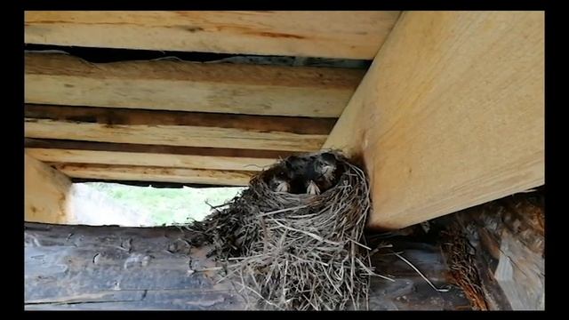 Несколько дней из жизни птенцов дрозда-рябинника Шапошников Илья Кострома смотреть онлайн