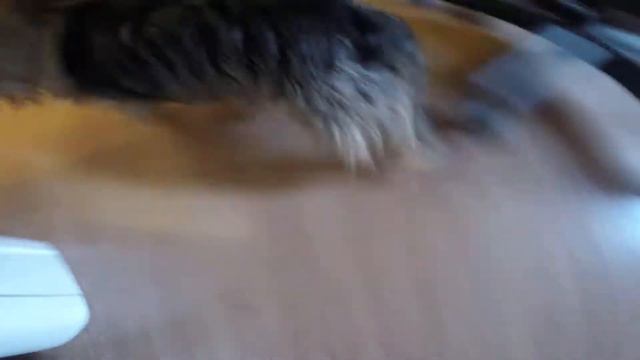 Йоркширский терьер и GoPro на моноподе смотреть онлайн