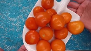 Обзор томата УТЁНОК. сортовой томат детерминантный