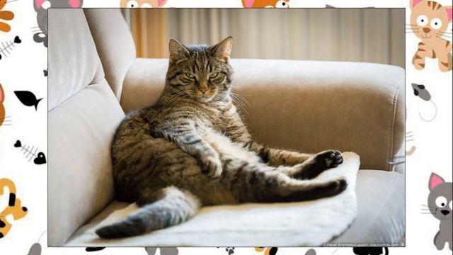 «Покорми», «открой дверь», «нормально» – как разговаривают коты и можно ли их этому научить смотреть онлайн