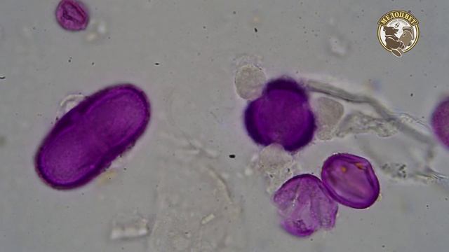 Качаю Мёд один раз за сезон Мёд от Смыкалова Андрея Геннадиевича МО смотреть онлайн