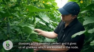 Абсолют F1 / Absolut F1,42-45 дней - Огурец, Bejo