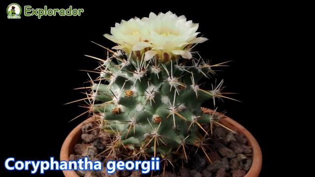 39 Especies increíbles de Cactus Coryphantha ! смотреть онлайн