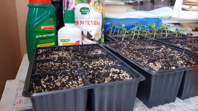 ?Пикировка петунии. ?Посев лобелии.? Рассада капусты Пакчой. смотреть онлайн