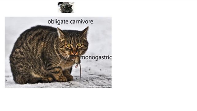 Digestion1-Comparative anatomy among dog, cat, and horse digestive tracts. смотреть онлайн