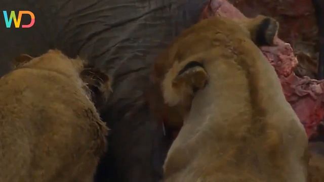 Wildlife Africa - Predators Survival Strategies - (Nat Geo Wild) смотреть онлайн