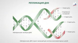 Генетическая информация её реализация в клетке. Ген. Геном. Реакции матричного синтеза