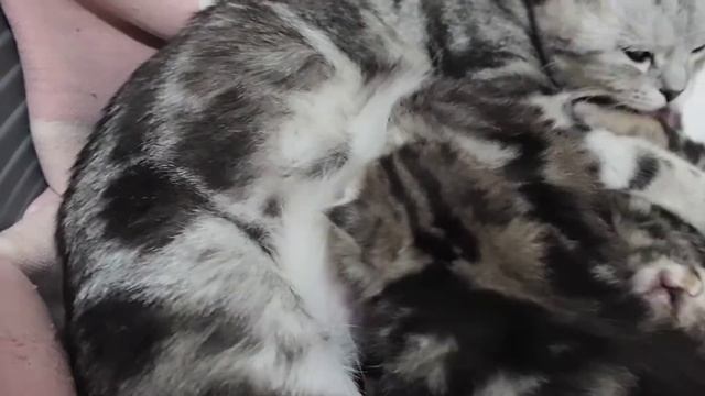 Шотландские котята в Запорожье смотреть онлайн