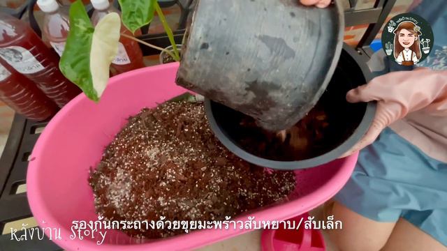 ดินปลูกบอนกระดาดด่างขาว Alocasia macrorrhizos I EP.8 by หลังบ้านStory смотреть онлайн
