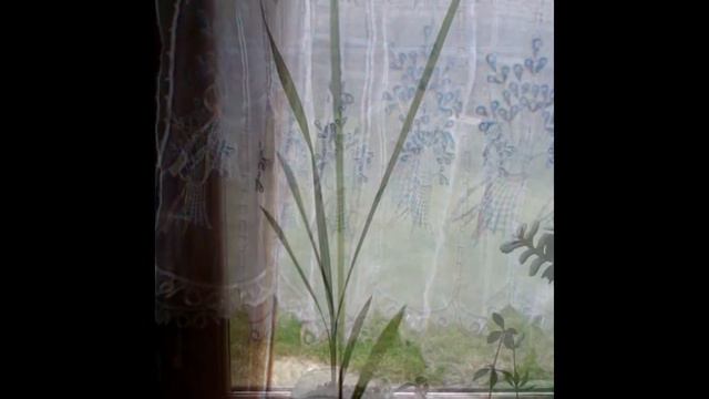 Les 2 premières années d'un Washingtonia Filifera смотреть онлайн