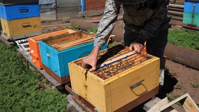 Вывод маток часть 2.Разбираю семьи воспитательницы. смотреть онлайн