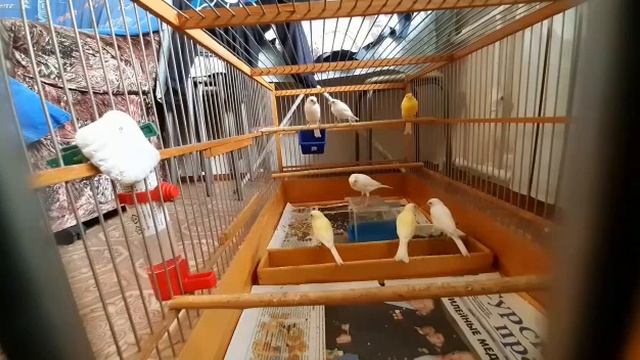 Канарейки Пенза продаётся смотреть онлайн