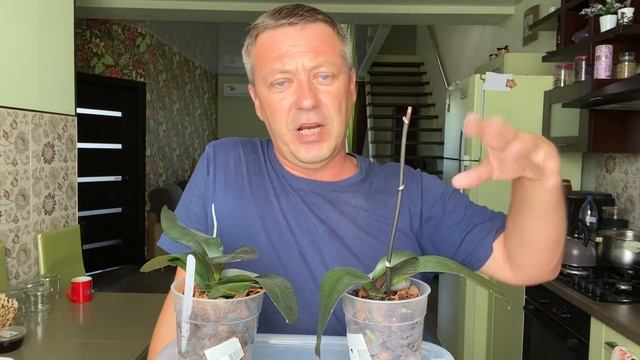 КОРНИ ОРХИДЕЙ РАСТУТ как на СТЕРОИДАХ стимулятор роста и стимулирующая посадка для корней орхидеи смотреть онлайн