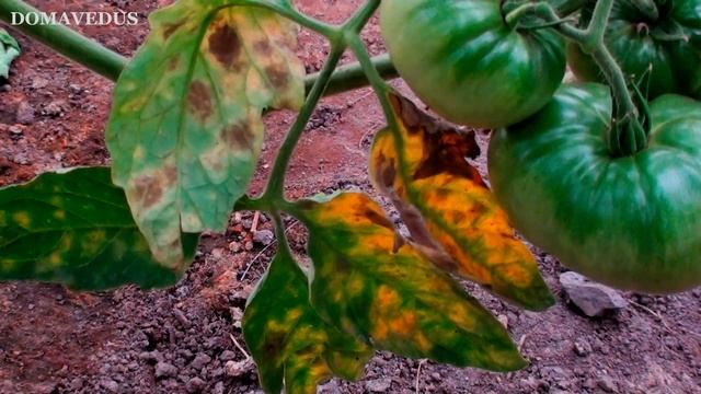 МЕДНЫЙ КУПОРОС смотреть онлайн