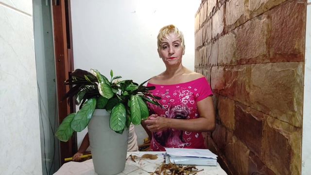 MARANTA  AMAGRIS ( Planta Rezadeira)