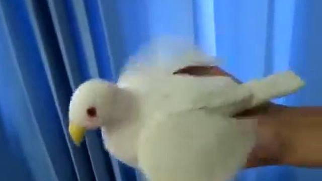 How to know about dove magic смотреть онлайн