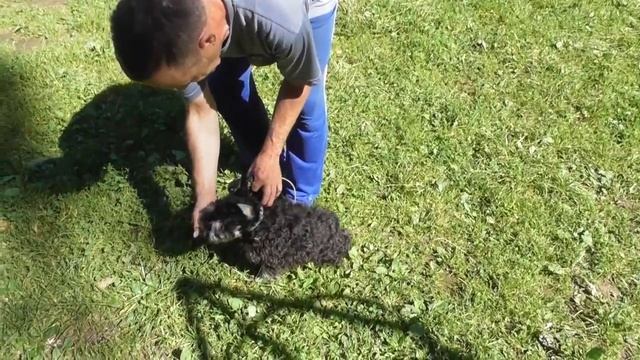 Дрессировка Цвергшнауцера #2: отработка команды "Ко мне" и обучение команде "Рядом"" смотреть онлайн